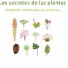Libro Los secretos de las plantas en pdf 50 plantas medicinales en su huerta